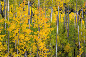 Grand Mesa Fall Colors
