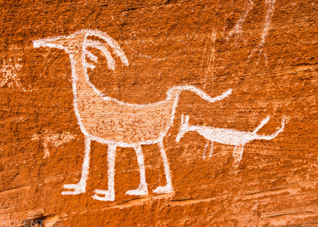 White Sheep