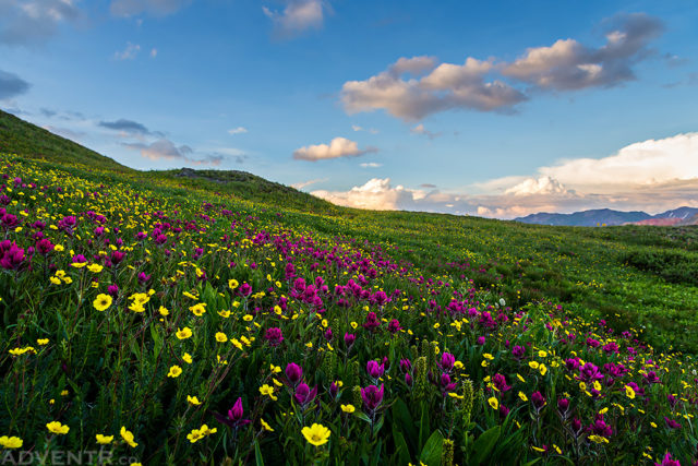 Flowerful Sunset