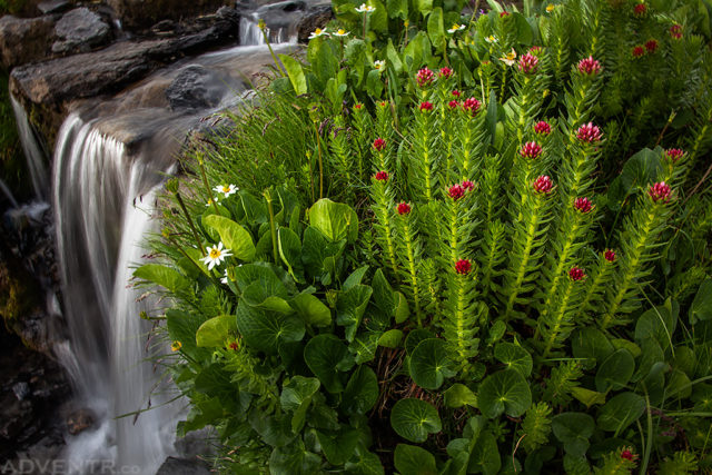 Flowers & Falls