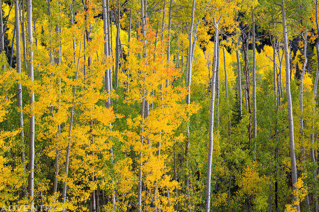 Grand Mesa Colors