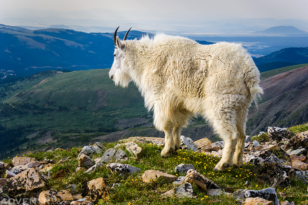 Rocky Mountain View