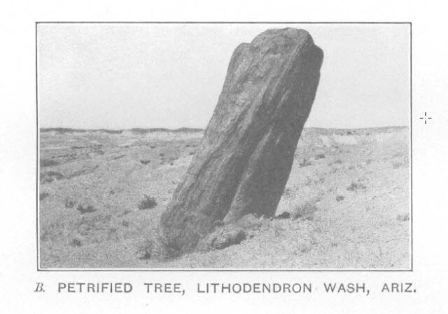 Petrified Tree, 1917