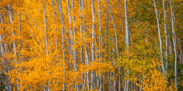Fall Colors on the Grand Mesa