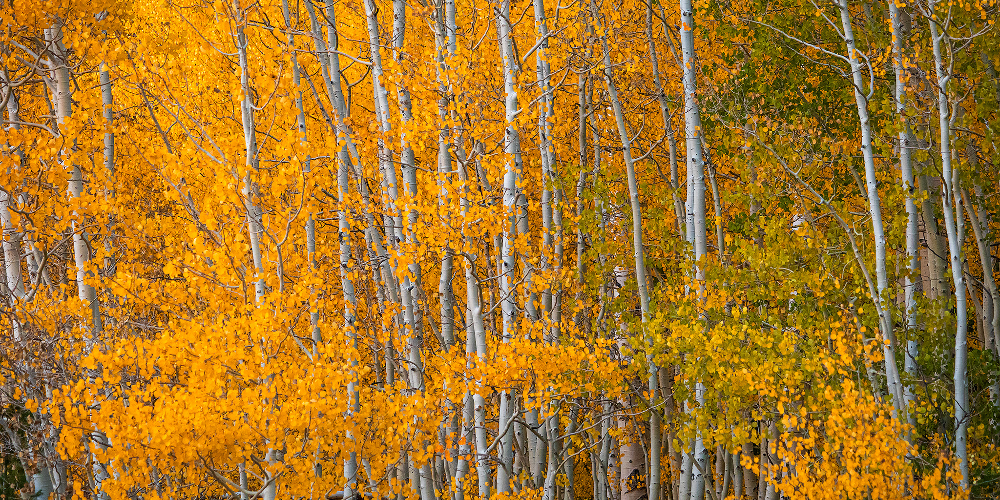 Fall Colors on the Grand Mesa