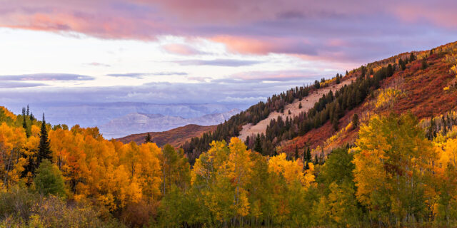 Fall Colors on the Grand Mesa 2025