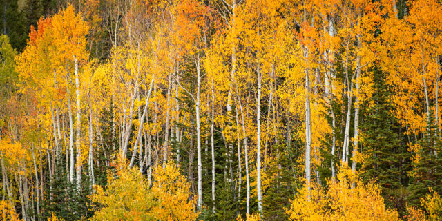 Fall Colors on the Grand Mesa 2026
